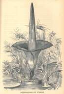 Amorphophallus titanum (Becc.) Becc. resmi