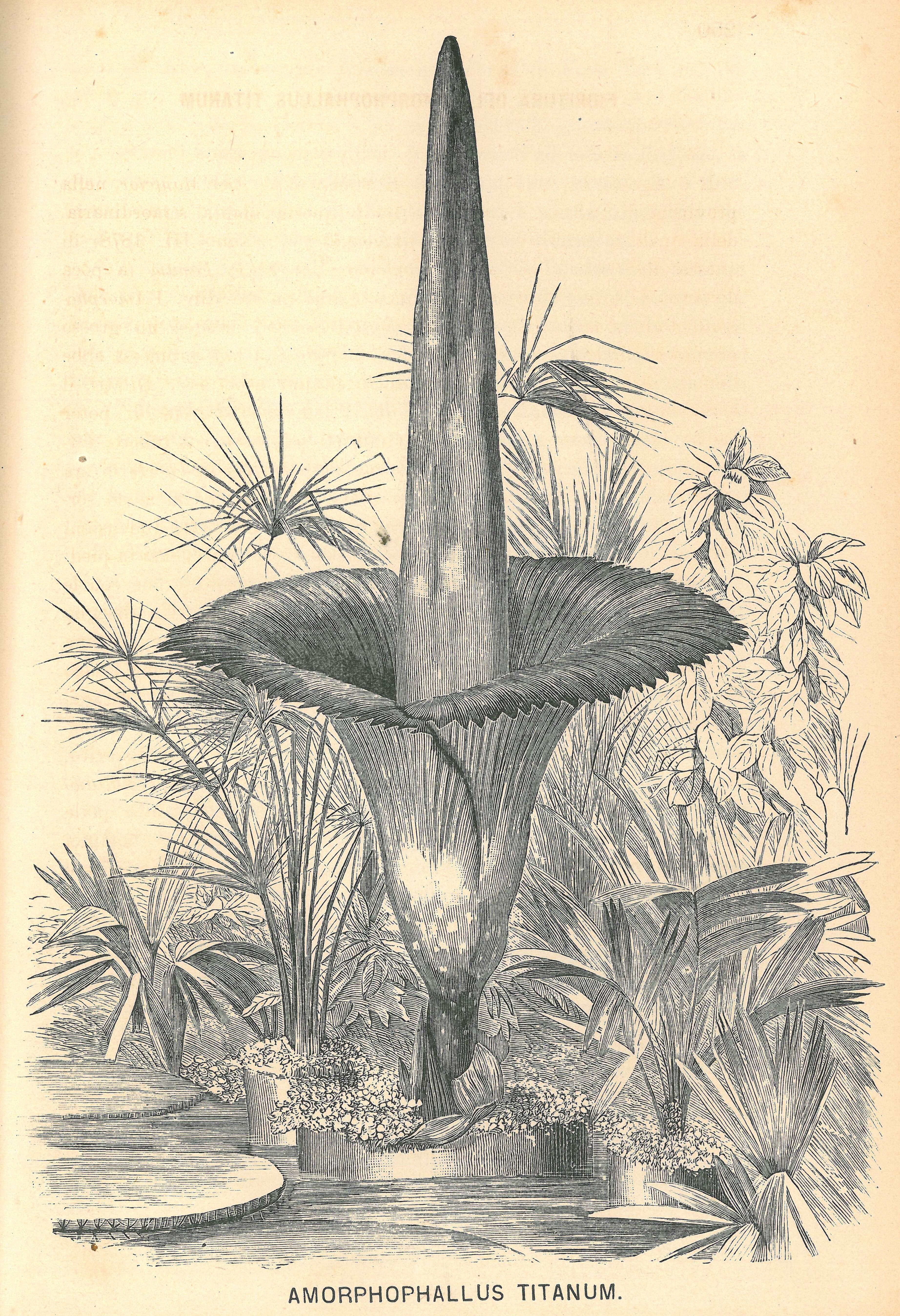 Amorphophallus titanum (Becc.) Becc. resmi