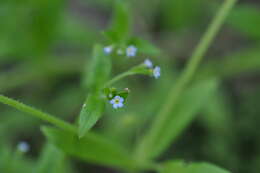 Image of Myosotis sparsiflora Pohl