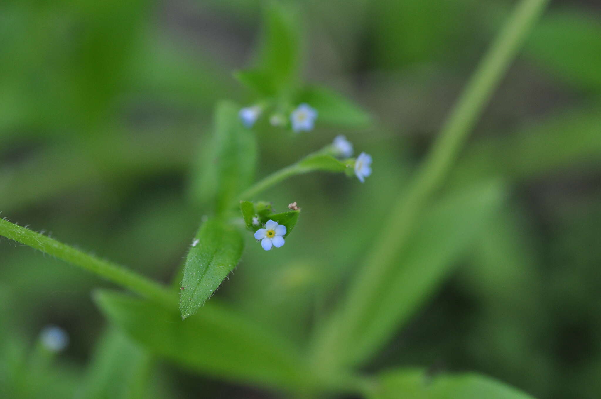 Imagem de Myosotis sparsiflora Pohl