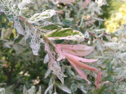 Image of Salix integra Thunb.