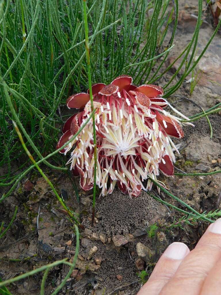 Plancia ëd Protea restionifolia (Salisb. ex Knight) Rycroft