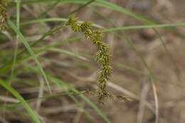 Image of Carex laevissima Nakai