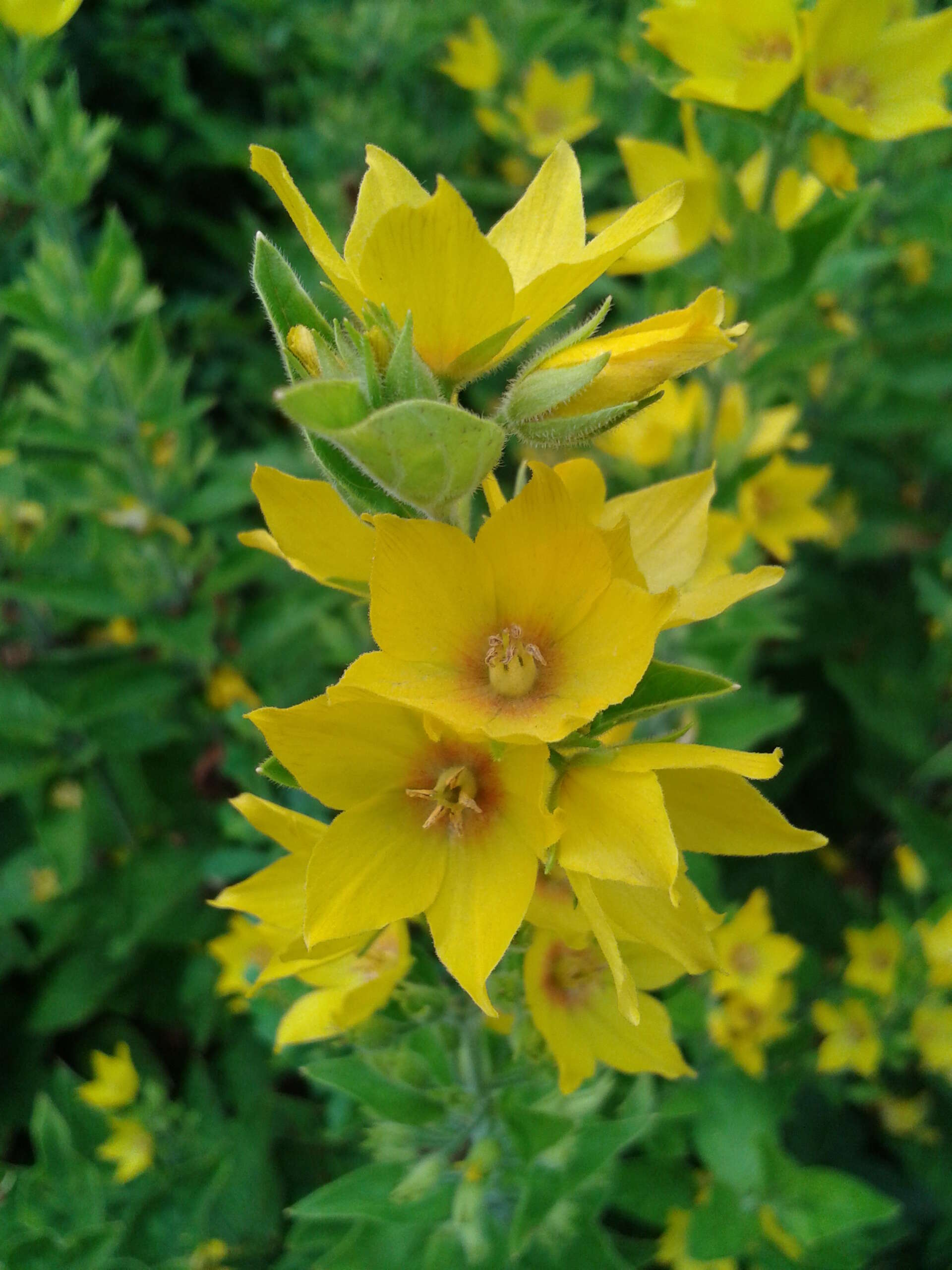 Image of Dotted Loosestrife