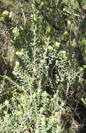 Penaea cneorum subsp. ruscifolia R. Dahlgren的圖片