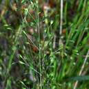 Image of Deschampsia tenella Petrie