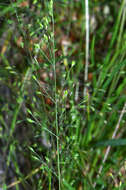 Image of Deschampsia tenella Petrie