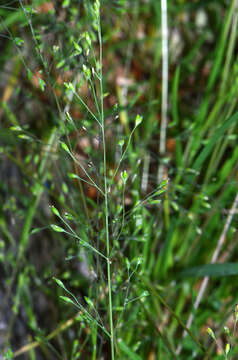 Image of Deschampsia tenella Petrie