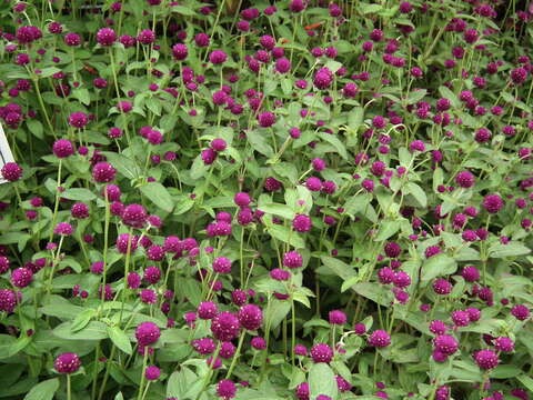 Image of Globe Amaranth