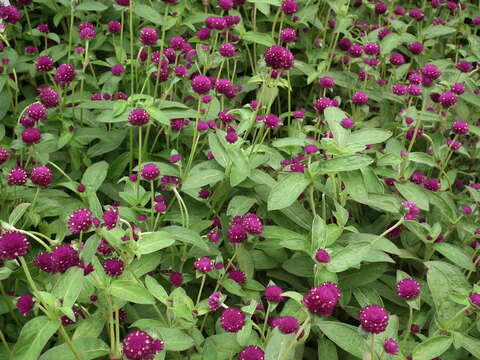 Image of Globe Amaranth