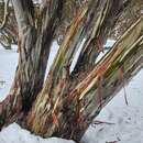 Image of Eucalyptus pauciflora subsp. niphophila (Maiden & Blakely) L. A. S. Johnson & Blaxell