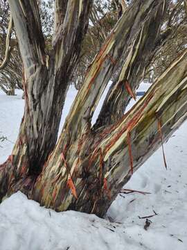 Image of Eucalyptus pauciflora subsp. niphophila (Maiden & Blakely) L. A. S. Johnson & Blaxell