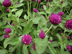 Image of Globe Amaranth