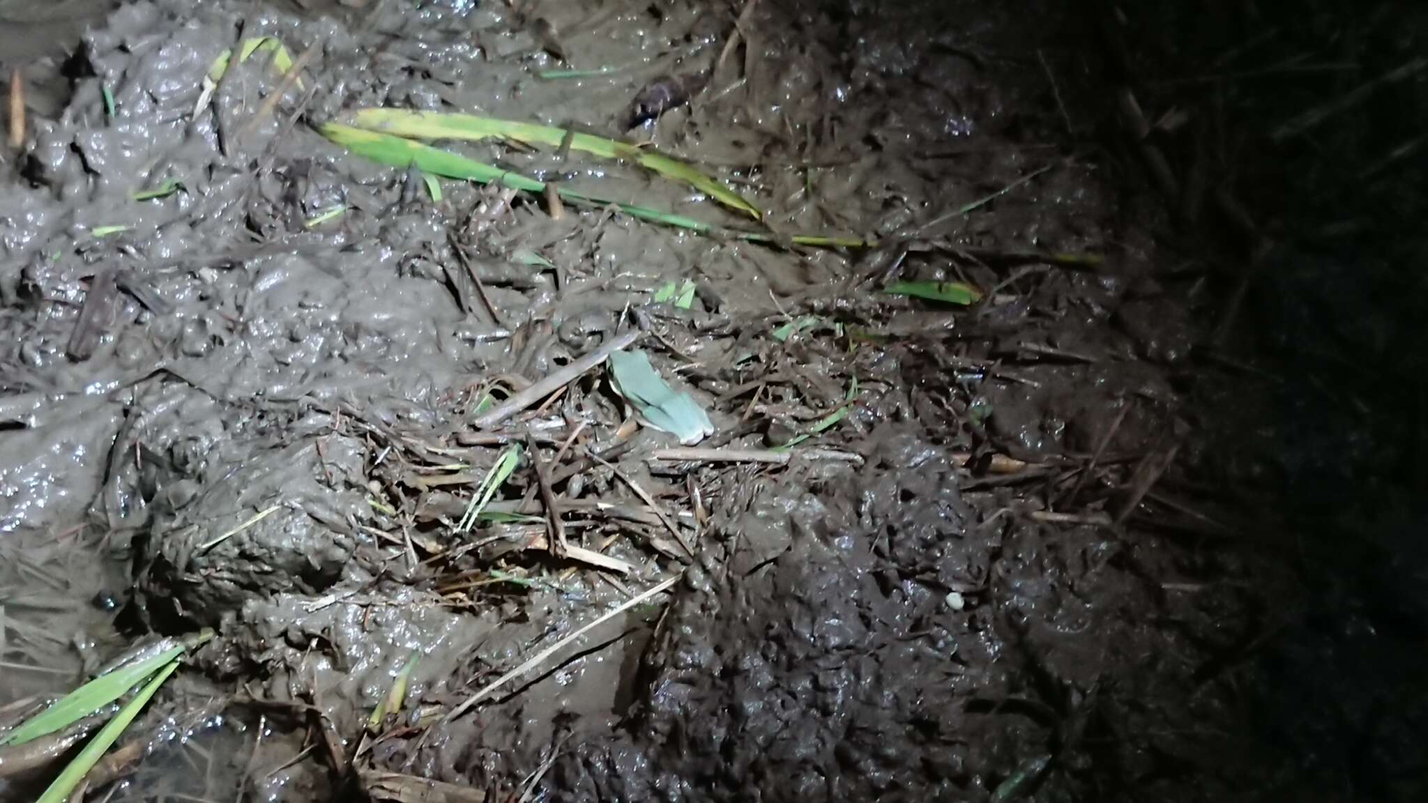 Image of Farmland green flying frog