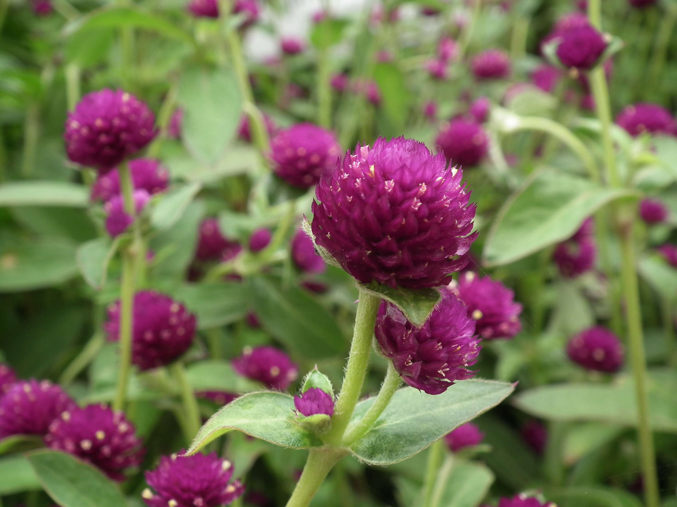 Imagem de Gomphrena globosa L.