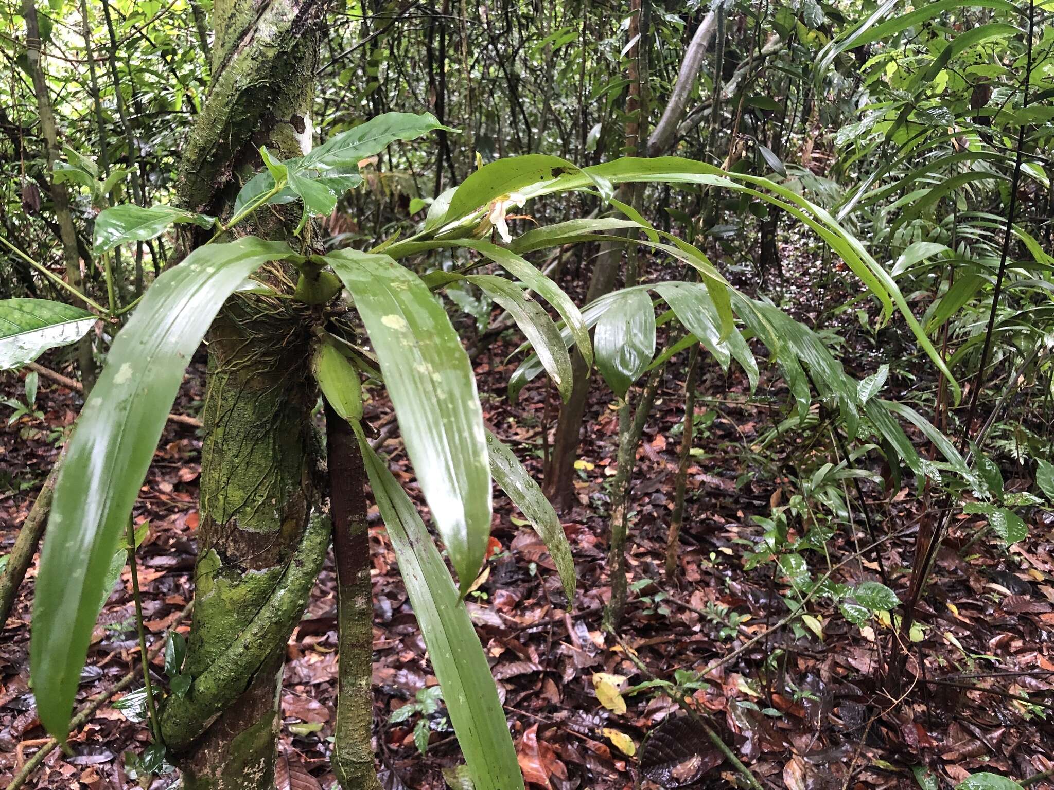 Image of Aspasia principissa Rchb. fil.