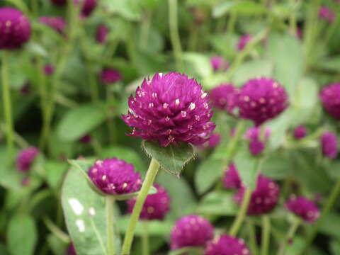 Image of Globe Amaranth