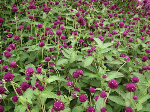 Image of Globe Amaranth