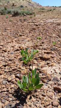 Image of Platyschkuhria integrifolia (A. Gray) Rydb.