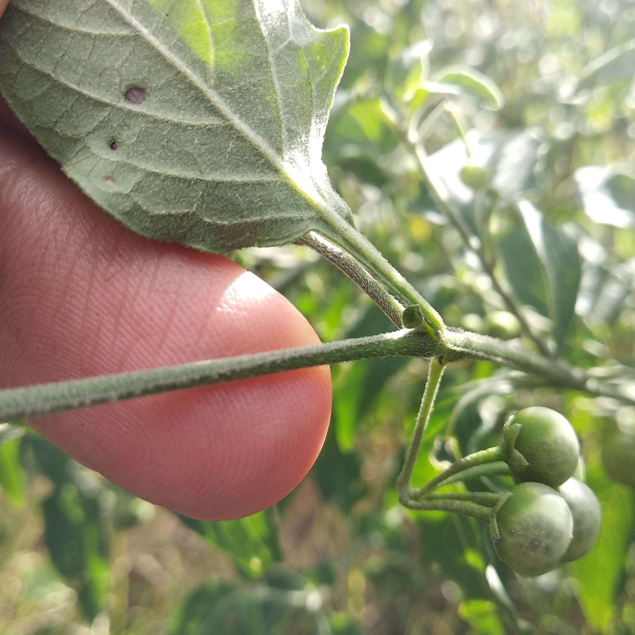 Plancia ëd Solanum nigrescens Mart. & Gal.