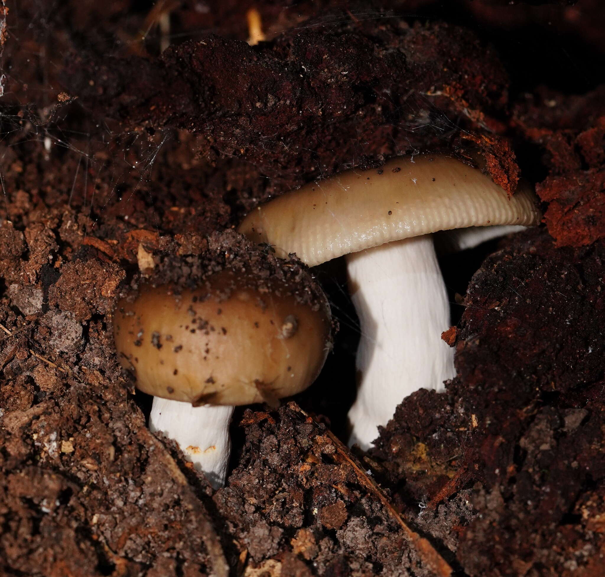 Image of Russula neerimea Grgur. 1997