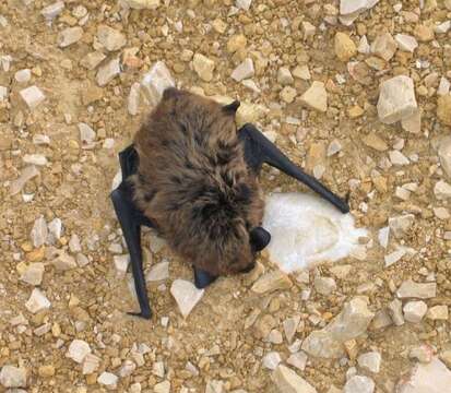 Image de Pipistrelle de Savi