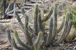 Corryocactus melanotrichus Britton & Rose resmi