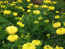 Tagetes erecta L. resmi