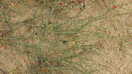 Image of Ephedra monosperma J. G. Gmel. ex C. A. Mey.