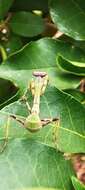 Image of Stagmatoptera reimoseri Beier 1929