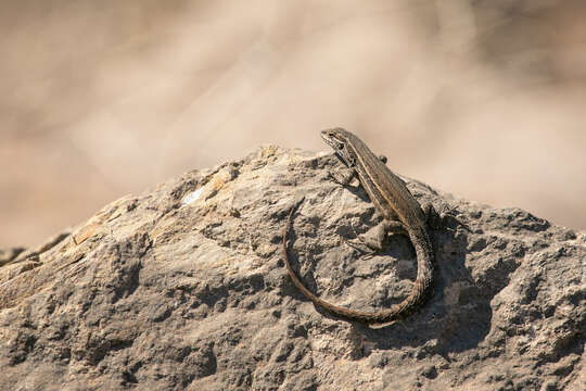 Image of Brown Tree Iguana