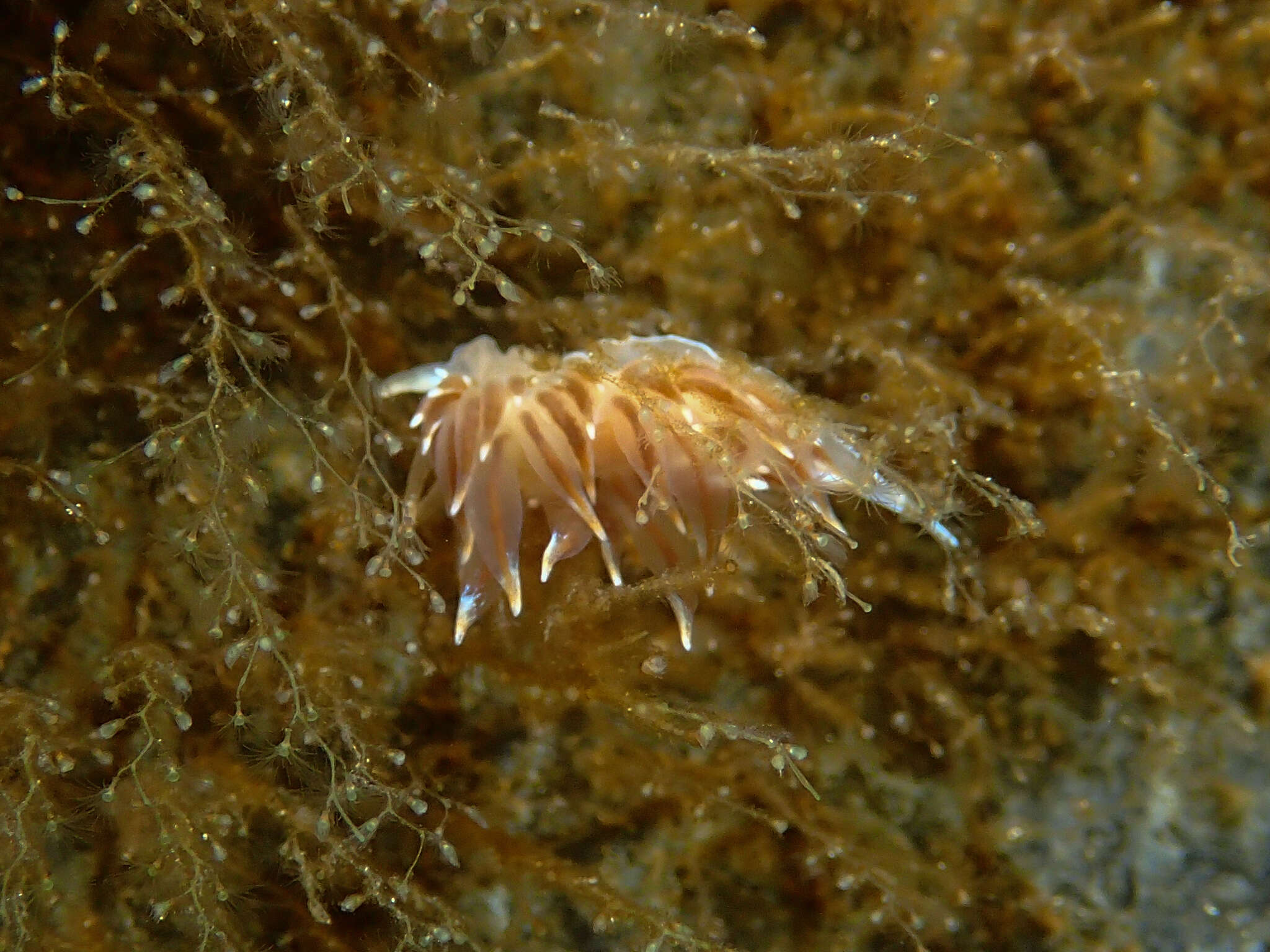 Image of Amphorina linensis (Garcia-Gomez, Cervera & Garcia 1990)