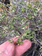 Image de Holodiscus discolor var. microphyllus (Rydb.) Jeps.