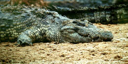 Image of Nile crocodile