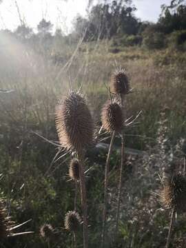 Image of Dipsacus comosus Hoffmanns. & Link