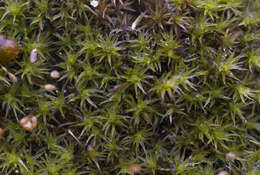 Image of racomitrium moss