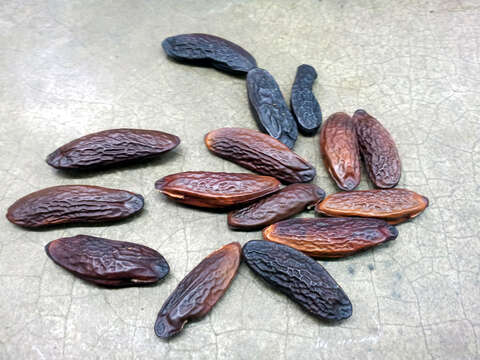 Image of tonka bean