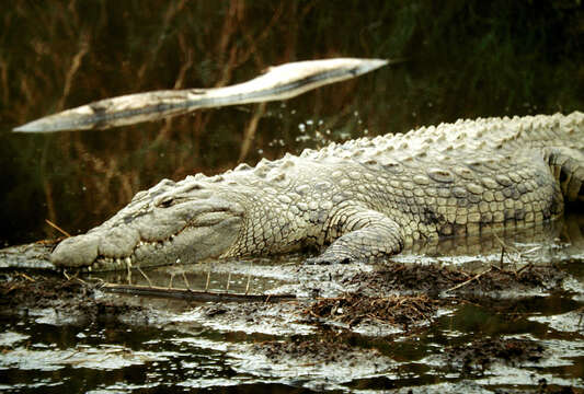 Image of Nile crocodile