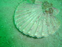 Слика од Pecten sulcicostatus G. B. Sowerby II 1842