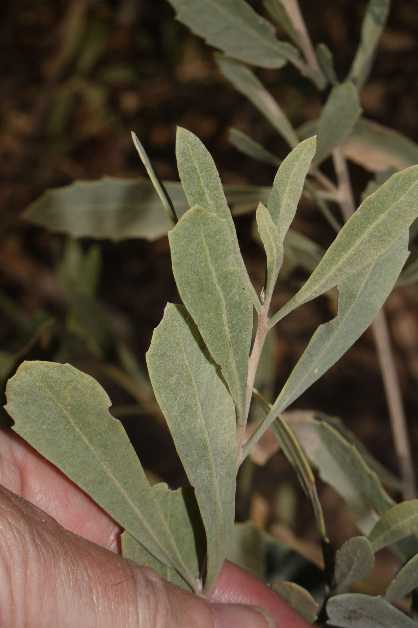 Plancia ëd Tessaria integrifolia Ruiz & Pav.