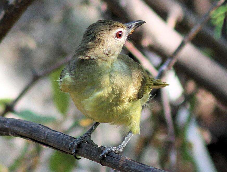 Image of Chlorocichla flaviventris flaviventris (Smith & A 1834)