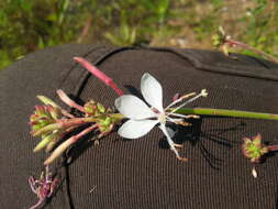 Image of longflower beeblossom