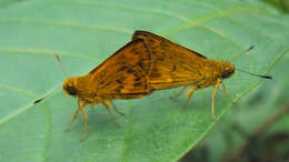 Image of Bush Hopper