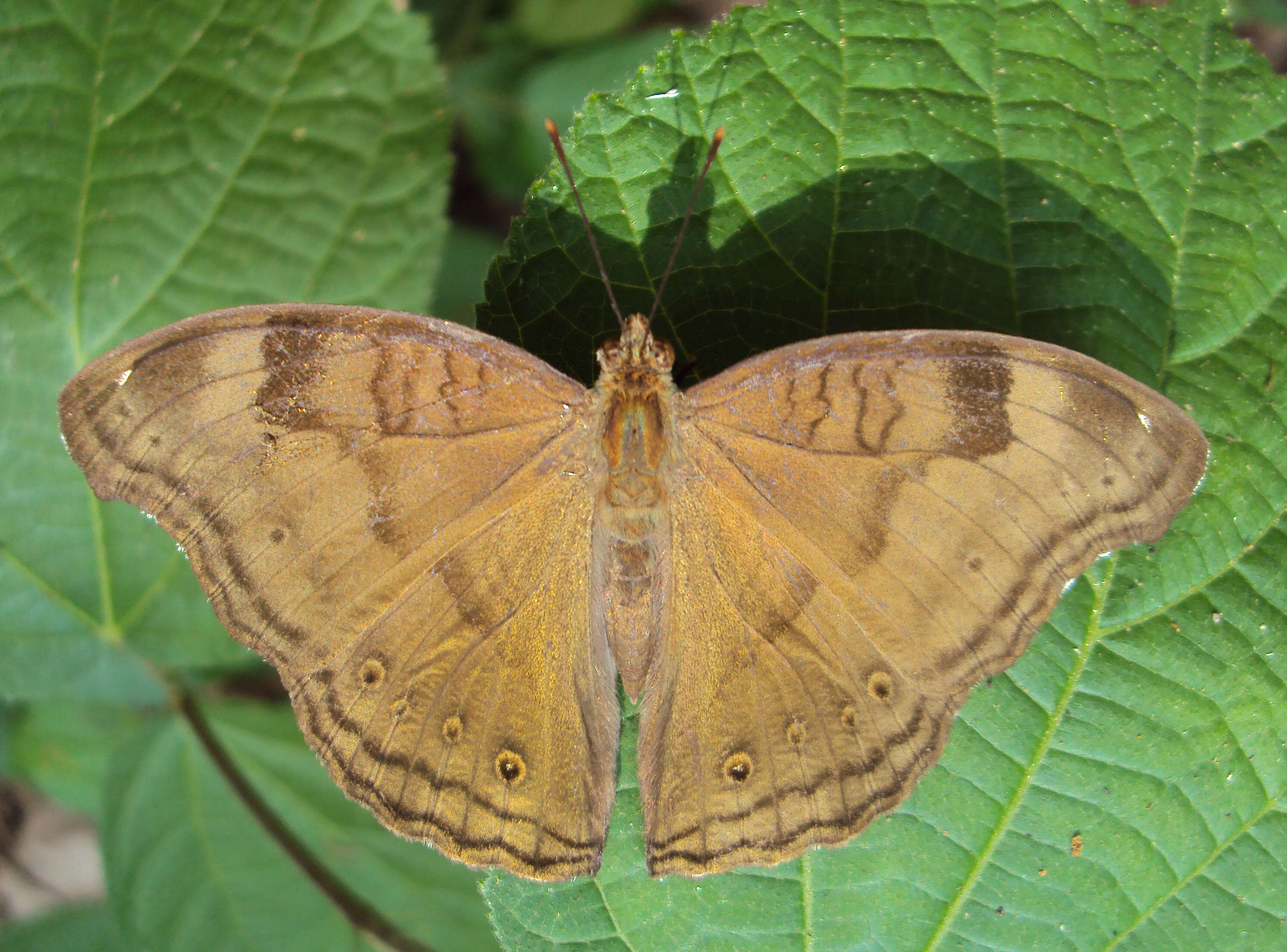 Image of chocolate pansy