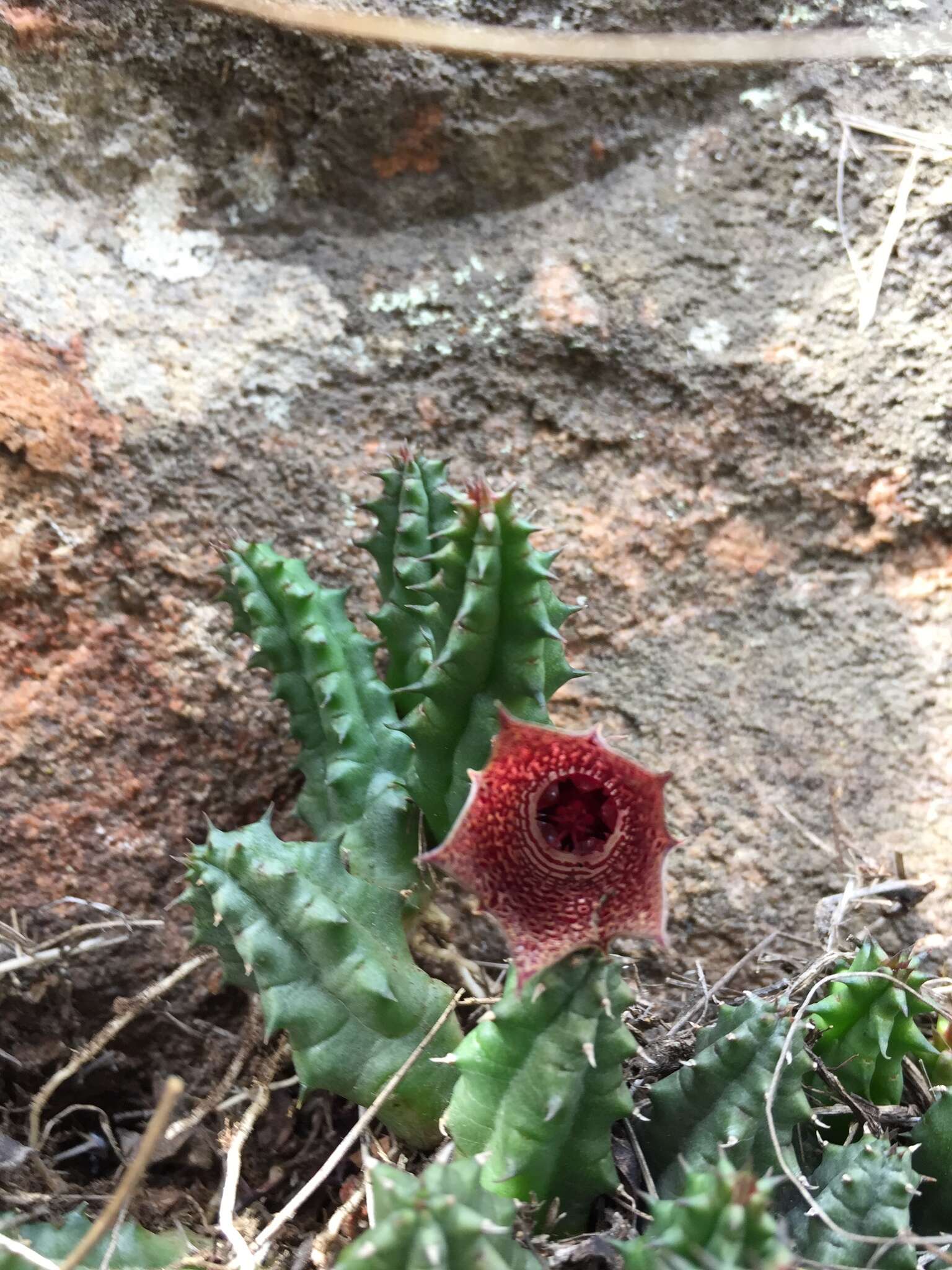 Sivun Ceropegia whitesloaneana (Nel) Bruyns kuva