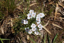 Image of Nierembergia linariifolia R. Grah.