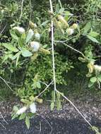 Image of mountain willow