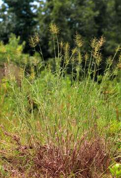 Plancia ëd Panicum scoparium Lam.