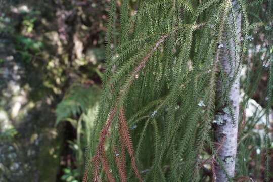 Image of Dacrydium