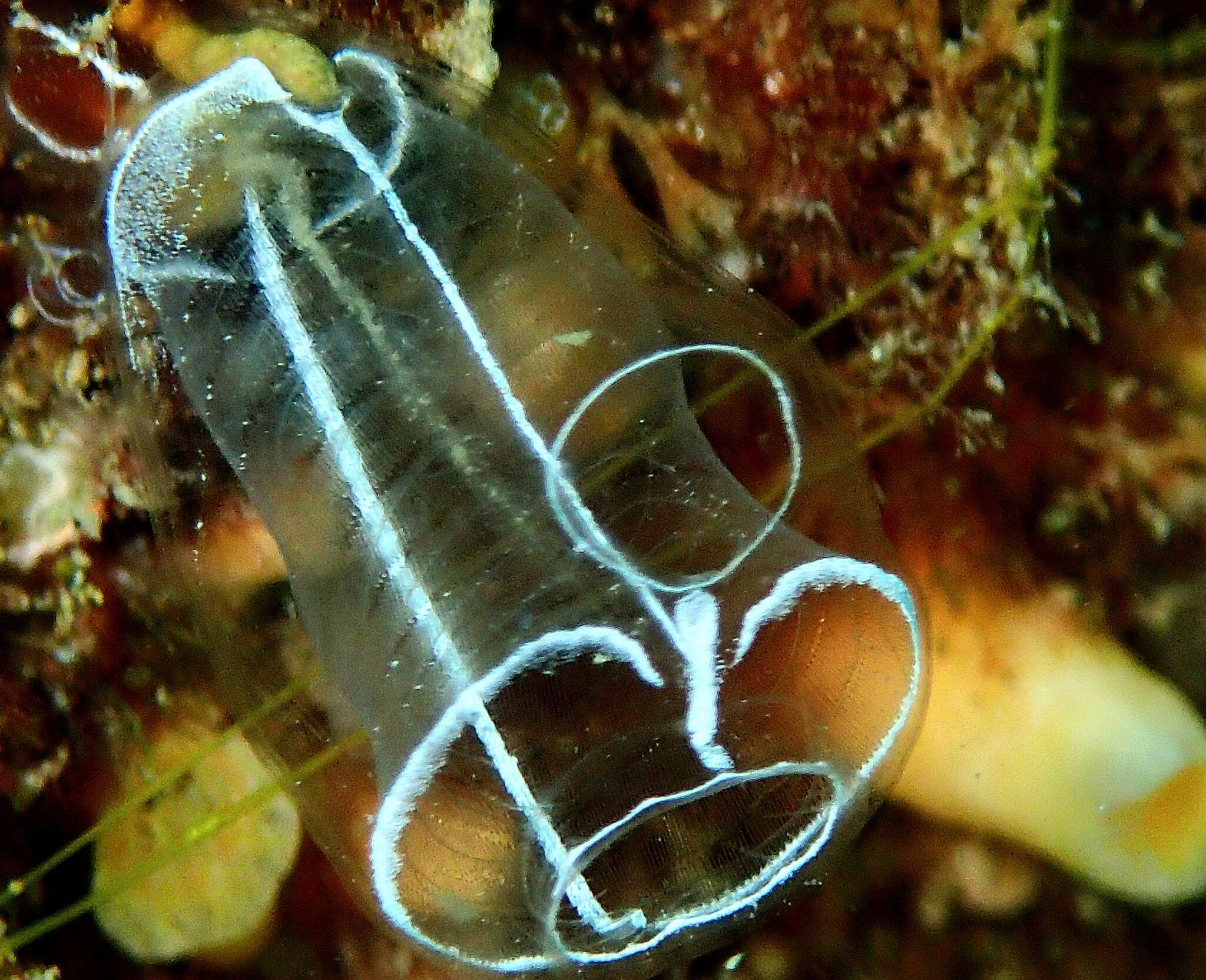 Image of Light-bulb sea squirt